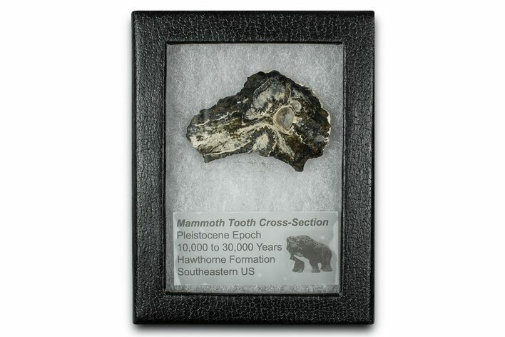 Mammoth Molar Slice With Case - South Carolina #350009